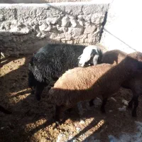 بره نرداشتی|حیوانات مزرعه|فارسان, |دیوار