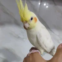 عروس هلندی گم شده