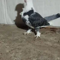 کبوتر بلژیکی جفت وجوجه|پرنده|کهریزک, |دیوار