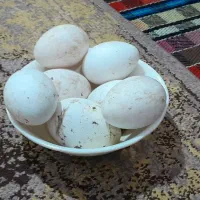 تخم غاز نطفه دار