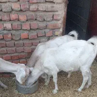 بز سانن