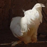 تخم مرغ نطفه دار