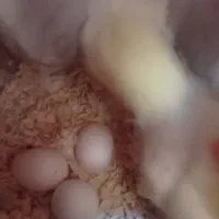 عروس هلندی معاوضه|پرنده|قدس, شهرقدس|دیوار