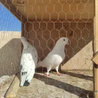 کبوتر فروشی|پرنده|قرچک, مهدیه|دیوار