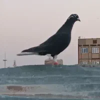 کفتر دم سفید