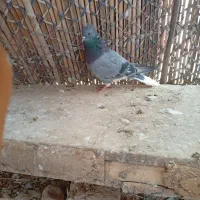 ۷۰۰|پرنده|ایلام, |دیوار