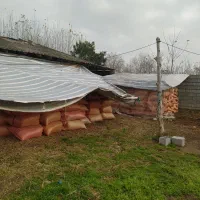 پوست بادام زمینی