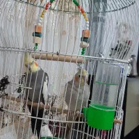 دو عروس هلندی نر و ماده همراه قفس|پرنده|رامسر, |دیوار