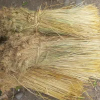 پیچ|گل و گیاه طبیعی|رشت, استادسرا|دیوار