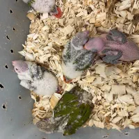 جوجه گرینچیک ملنگو شاه تخم