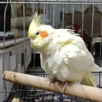 عروس هلندی لوتینو چشم شرابی ماده