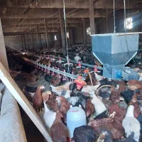 جوجه،نیمچه ،گلپایگانی،سانپارس ،|حیوانات مزرعه|تهران, جوادیه|دیوار