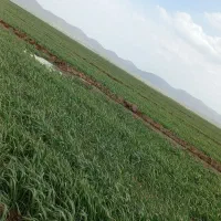 گندم بذری کاسگوژن و جی ۵|خدمات باغبانی و درختکاری|ویلکیج, |دیوار