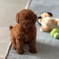 توی رد ماده