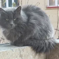 راهنمایی در مورد گربه|گربه|تبریز, |دیوار