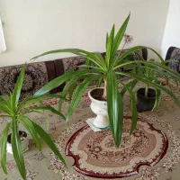 فروش گل‌های ذرتی|گل و گیاه طبیعی|فسا, |دیوار