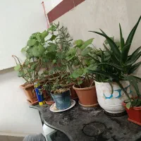 فرش و گلدان|فرش|اردبیل, |دیوار