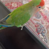 کوتوله برزیلی