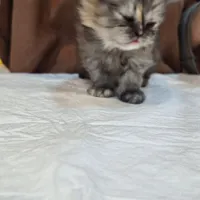 گربه ماده اسکاتیش ۲ ماهه بلو
