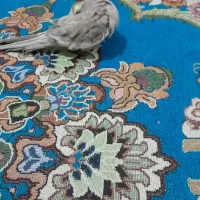 عروس هلندی نر|پرنده|مشهد, انصار|دیوار