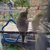 پرنده|پرنده|گالیکش, |دیوار