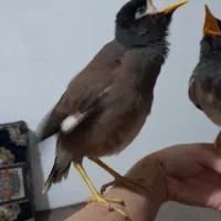 جوجه مینا افغانی شاه تخم نر