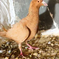 کفتر|پرنده|چناران, |دیوار