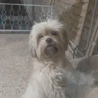 فروش سگ خانگی