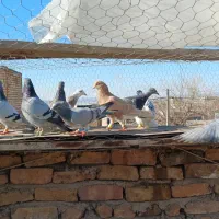 کفتر غریبه|حیوانات|مشهد, عامل|دیوار