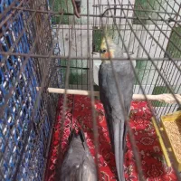 یک جفت عروس هلندی|پرنده|پاکدشت, پاکدشت (مامازند)|دیوار