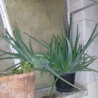 دو عدد گل آلوورا  بزرگ بسیار عالی برای شادابی پوست|گل و گیاه طبیعی|تهران, هفده شهریور|دیوار