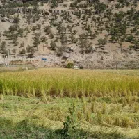 برنج|خوردنی و آشامیدنی|کیار, |دیوار