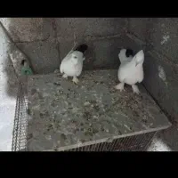 لیلکی|پرنده|بوشهر, |دیوار