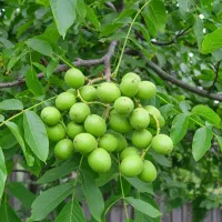 نهال گردو چندلر پربار، پوست‌نازک و سودآور|خدمات باغبانی و درختکاری|اردبیل, |دیوار