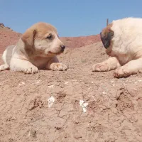 توله سگ افقان|سگ|بیرجند, |دیوار