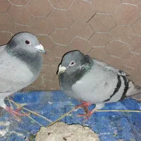 یک جفت کبوتر مسافتی دوبر