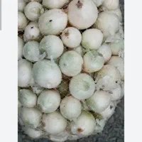پیازسفیدشیشه ای