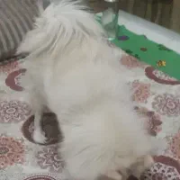 پامر سفید ماده|سگ|پرند, فاز ۴|دیوار