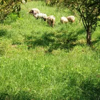 فروش بره گوسفند نر و ماده|حیوانات مزرعه|تالش, هشتپر|دیوار