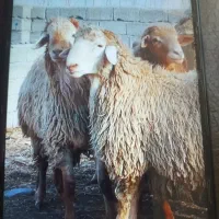 قصاب ذبح گوسفند