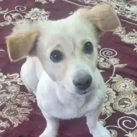 سگ گمشده