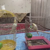 یک جفت عروس هلندی نر و ماده نژاد لوتینو