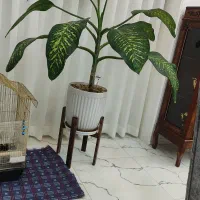 گل دیفن همراه با پایه چوبی
