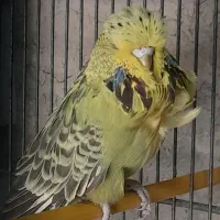مرغ عشق انگلیسی ماده  گریدآ واقعی
