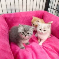 گربه.بریتیش اصیل|گربه|سقز, |دیوار