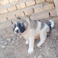 سگ نر|سگ|کارون, |دیوار