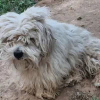 سگ پا کوتاه