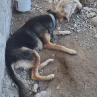 سگ ژرمن ماده شکم طلا|سگ|فومن, |دیوار