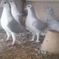 کبوتر الماسی