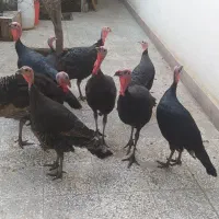 بوقلمون محلی صحیح وسالم|حیوانات مزرعه|گرگان, |دیوار